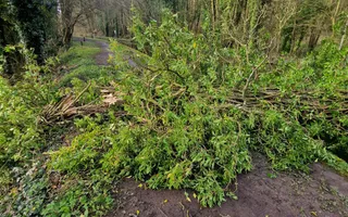 Fallen tree 200m south of Tamhorn Park Bridge