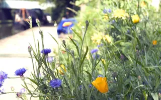 Wildflowers on the bank of the canal