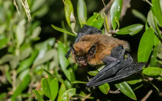 Common Pipistrelle