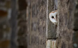A barn owl pokes its heart-shaped head out of a crevice in a stone building.