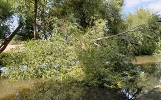 Fallen tree blocking navigation.