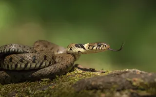 A grass snake with a green-brown body and black markings curls up, sticking out its forked tongue.