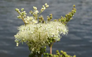 Meadowsweet