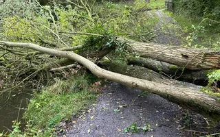 Fallen tree