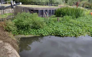 Vegetation blocking Pillings Lock 52