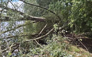 Tree down at Bridge 59