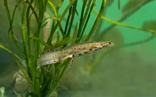 A smooth newt, light brown in colour with dark spots, swims through underwater plants