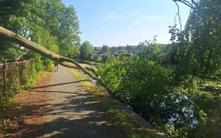 Fallen Tree