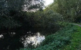 Fallen tree blocking navigation
