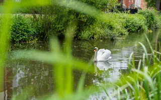A large white swan swims across the canal lined with green foliage either side