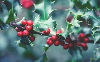 Red berries grow amid spiky holly leaves.