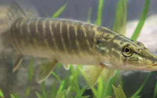 Small pike in weed bed