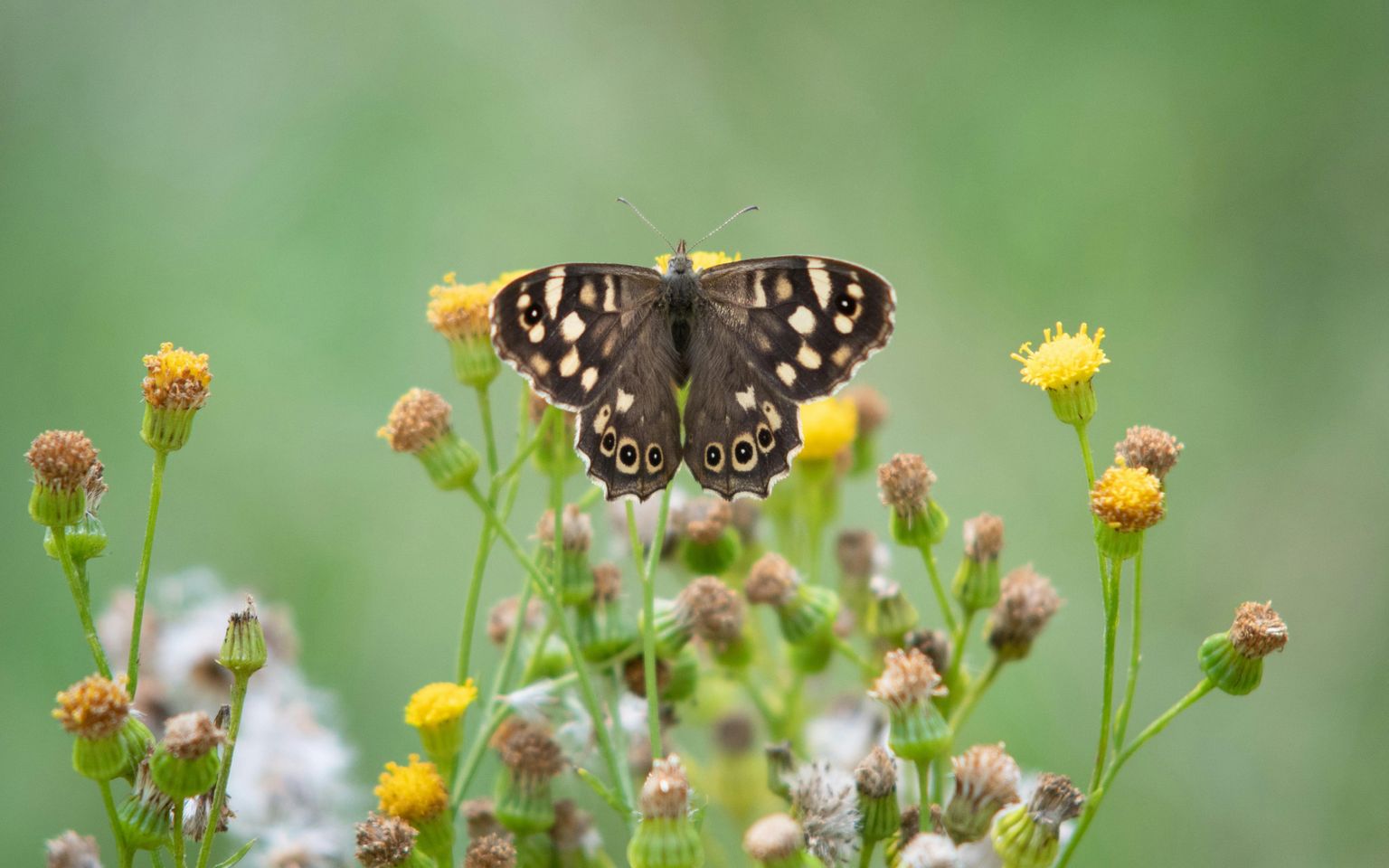 Butterfly guide: how to identify UK butterfly species | Canal & River Trust