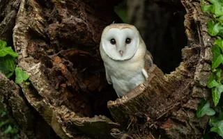 Barn owl with distinctive white, heart-shaped face looks directly at the camera while perching in a tree hollow.