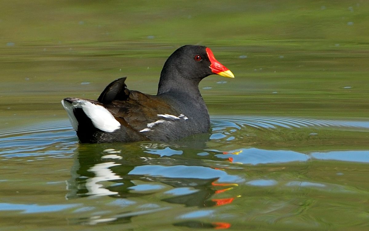 Moorhen | canal wildlife