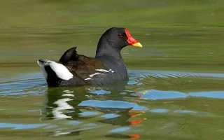 A common moorhen with a red beak and yellow tip, and white feathers on the tail.
