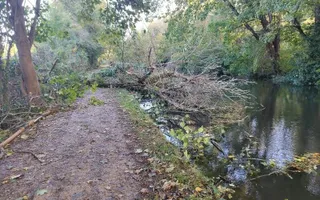 Fallen tree