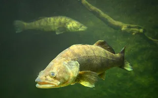 A round fish with a prominent mouth and dark vertical stripes swims in murky water.