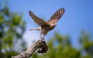 A light brown kestrel with speckled markings on the wings, a creamy underside, and long tail takes flight.