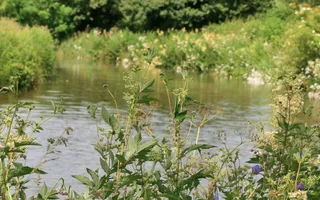 Lush surroundings on the Oxford Canal