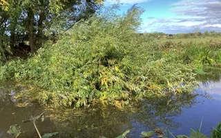Fallen tree