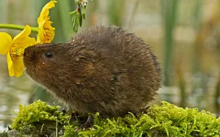 A water vole sniffing a flower