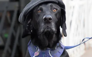 Black dog wearing hat
