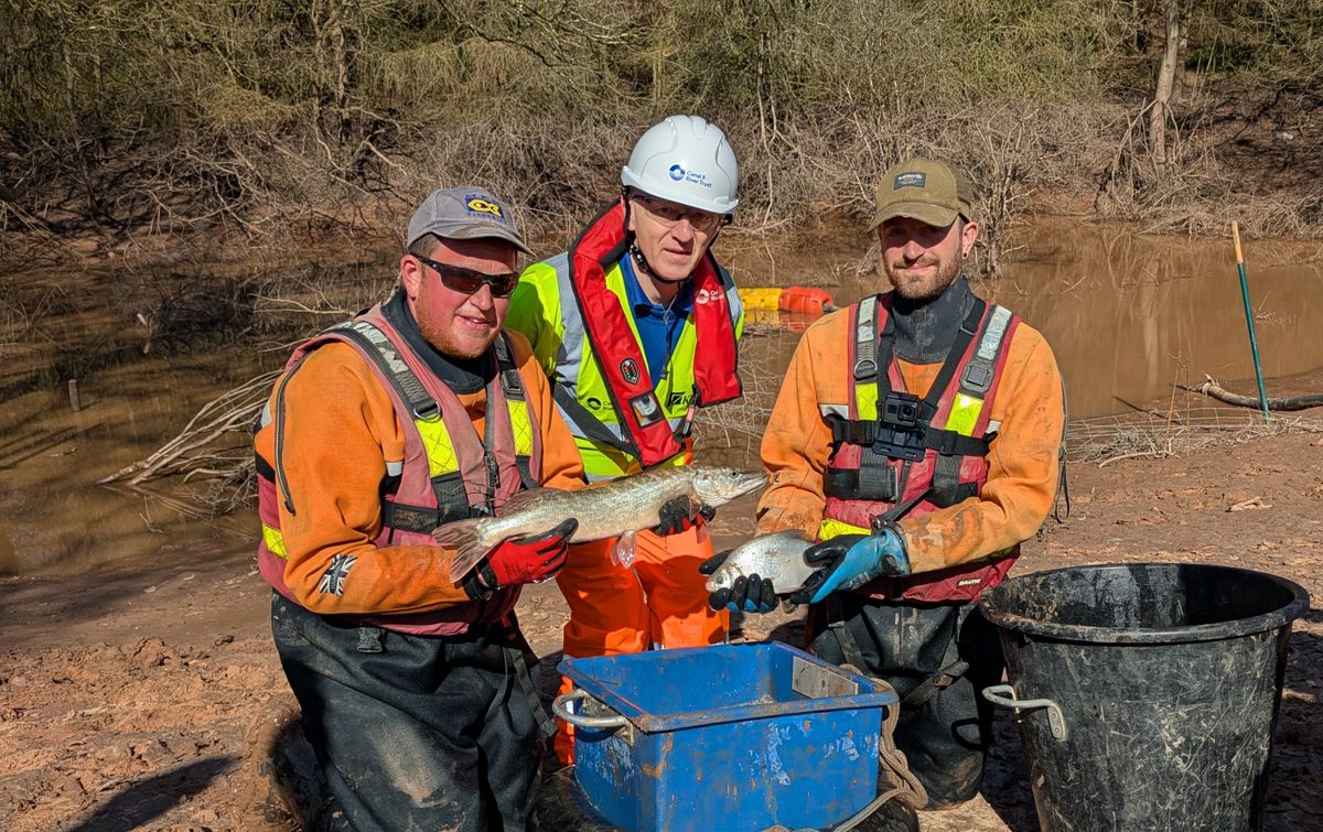 Fish rescue begins at Whitchurch following canal breach | Canal & River ...