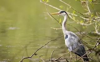 heron stands at water's edge by bare branches