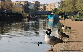 Canada geese on the Regent's Canal