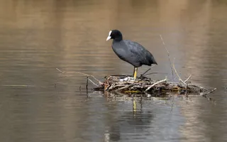 A black coot with yellow legs and a large body and feet stands on a nest in open water.