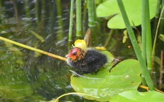 A coot chick with orange-tinged fluff on the head, a black body, and red beak sits on a lily pad in water.