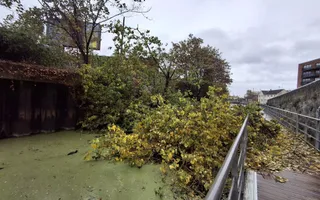Fallen tree