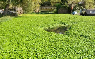 Floating pennywort can grow up to 20cm in one day