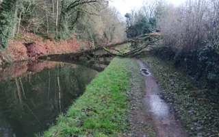 Tree blocking navigation and towpath