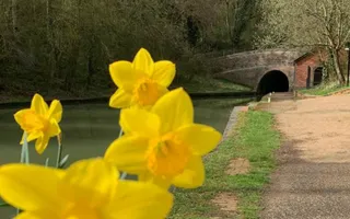 Close up of daffodils on the towpath in front of a canal with a bridge in the distance.