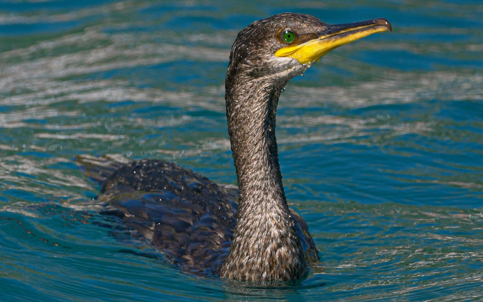 What is the difference between cormorants and shags? | Canal & River Trust