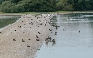 Flock of birds on water