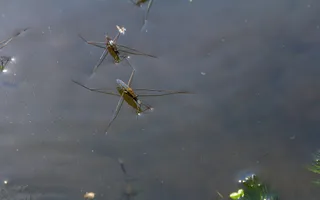 Long-legged pond skaters balance on the film of the water.