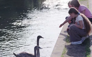 Family feeding swans on Hertford Union Canal