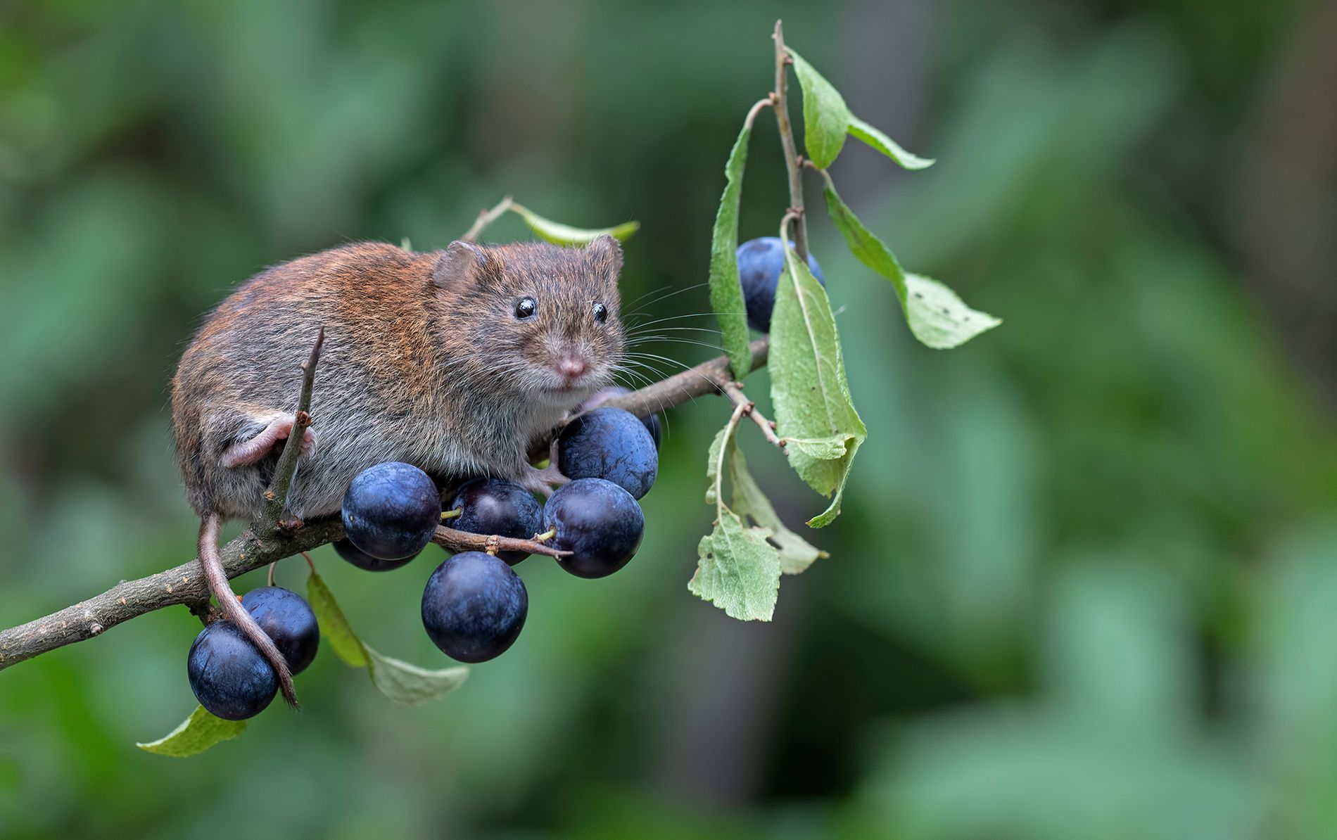 Bank Vole Canal Wildlife