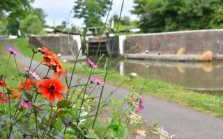 Red and pink wildflowers in front of a canal towpath and lock