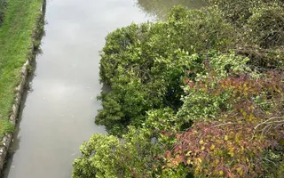 Fallen tree restricting navigation