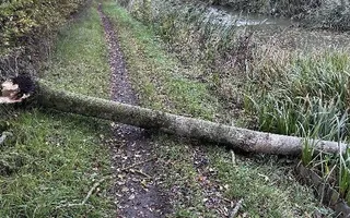 Fallen tree