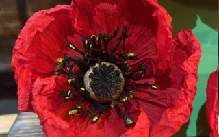 Paper poppy flower