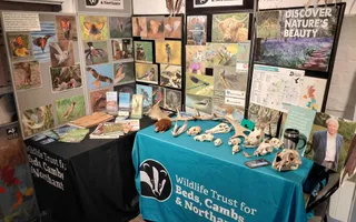 Shot of a stall with wildlife images and animal skulls on table