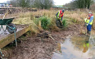 People with spades working on a drained pond