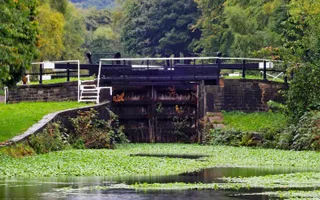 Floating pennywort is a highly invasive plant