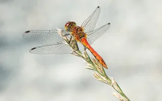 A red dragonfly with transparent, veined wings perches on a blade of grass with its wings spread.