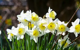 Image of Daffodils at Braunston